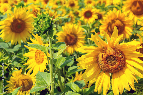 Garden of beautiful sunflowers, flowers