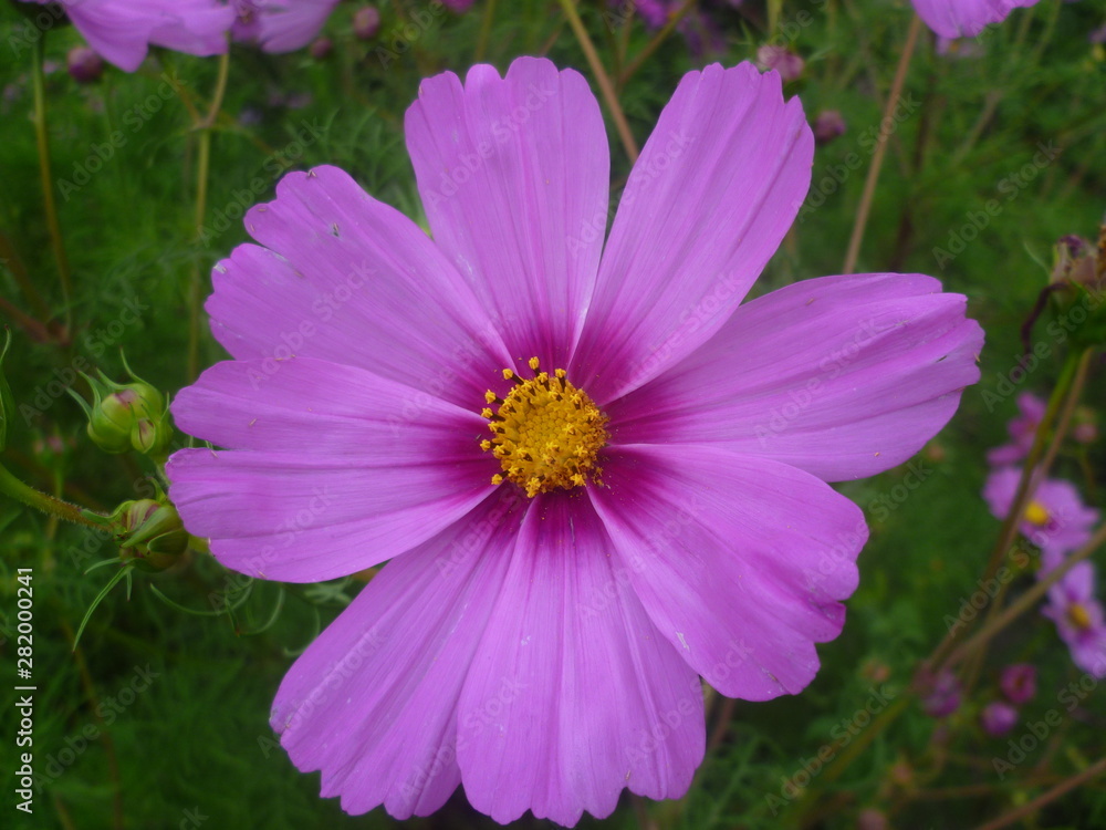 fragrant purple flower on a background of green leaves and sky fragrant purple flower on a background of green leaves and sky