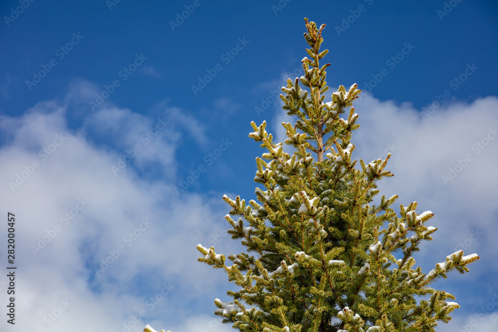 Pine tree snowed against blue sky background Pine tree snowed against blue sky background