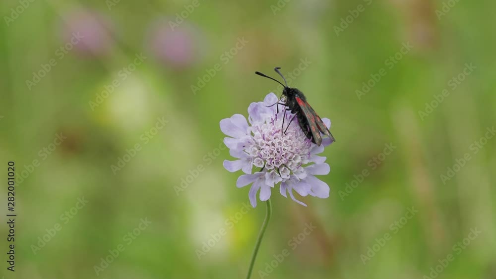 Six-spot Burnet Day Moth on Field Scabious Six-spot Burnet Day Moth on Field Scabious