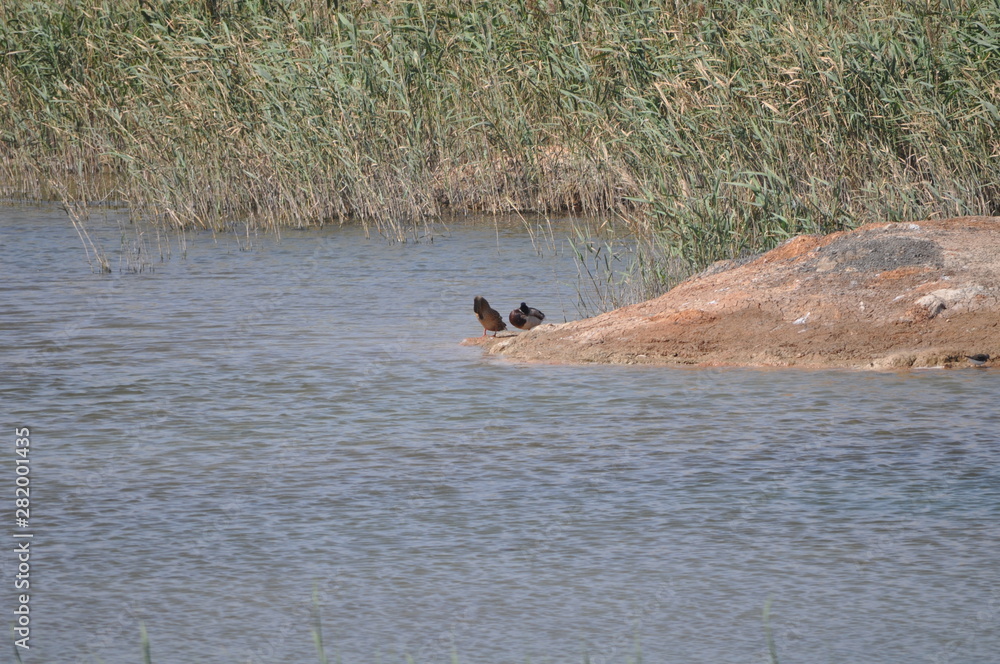 Fototapeta premium The beautiful bird Aythya nyroca (Ferruginous Duck) in the natural environment