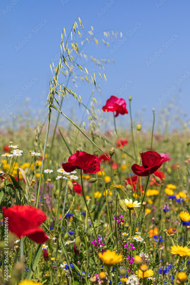 Obraz premium Mohnblumen 79