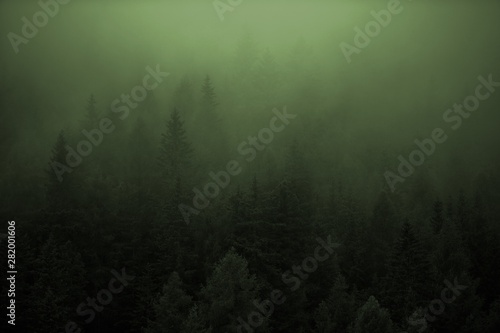 Dense Forest Foggy Weather © Tomasz Zajda