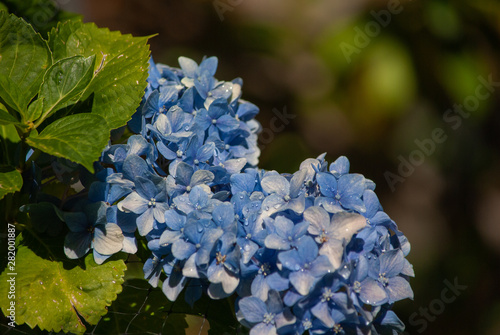 blue hydrangeas