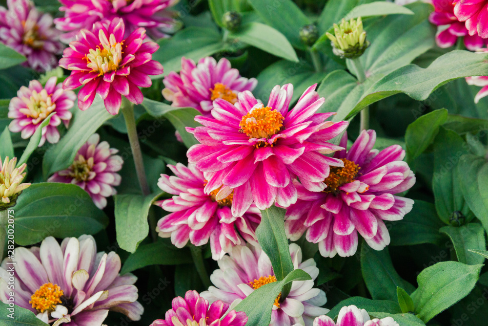 blooming flowerbed tsiniya flowers in the Park blooming flowerbed tsiniya flowers in the Park