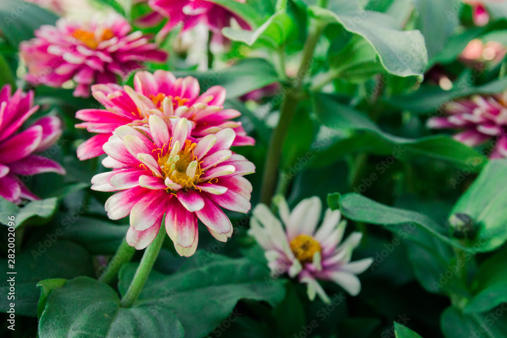 blooming flowerbed tsiniya flowers in the Park blooming flowerbed tsiniya flowers in the Park