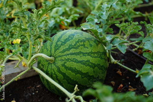 Closeup of a striped watermelon grows on a bed, a watermelon mustache and a yellow watermelon flower are visible.