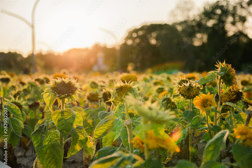 Obraz premium field of sunflowers in the last summer days at sunset, selective focus