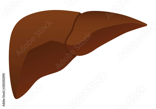 Human internal organs: liver. Vector image. Flat design