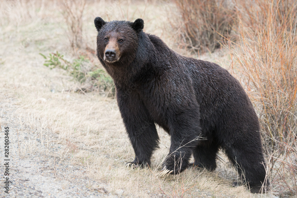 Grizzly bear in the wild