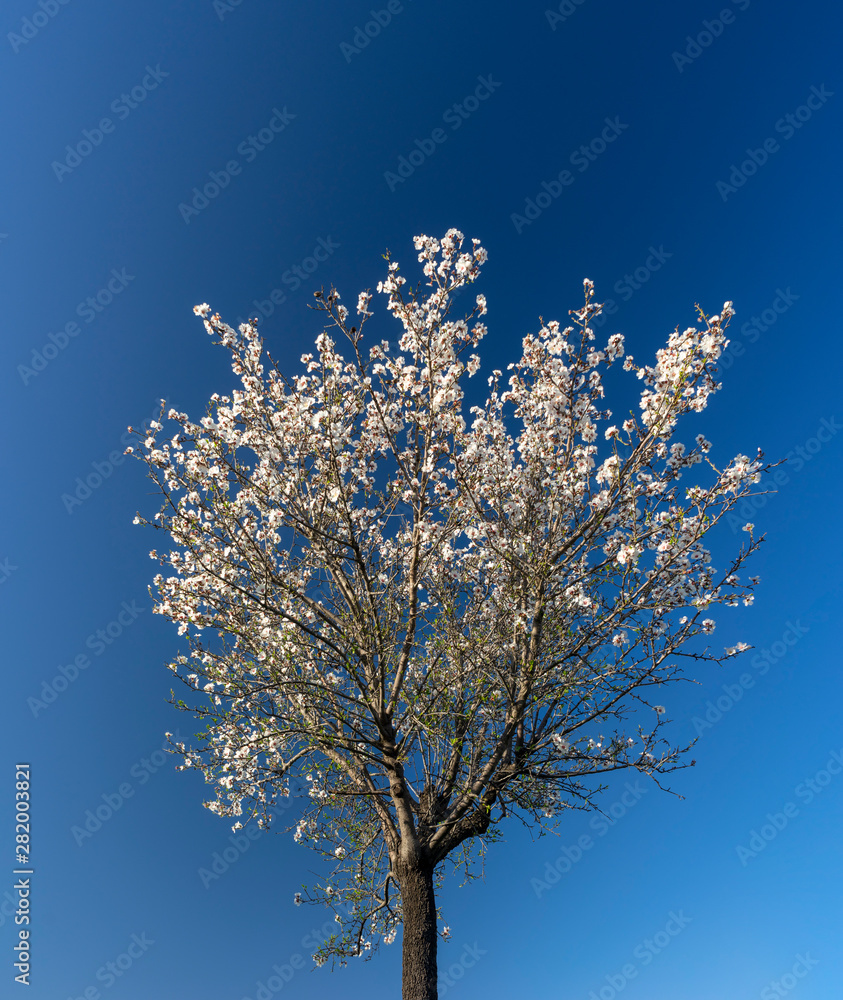 blossoming almond tree blossoming almond tree
