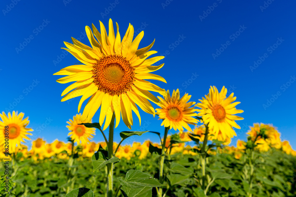 yellow sunflowers under blue sky yellow sunflowers under blue sky