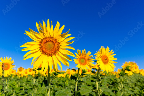 nice sunflower field