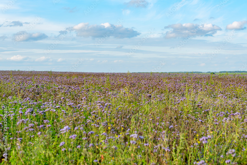 field of flowering buckwheat. harvest concept. field of flowering buckwheat. harvest concept.