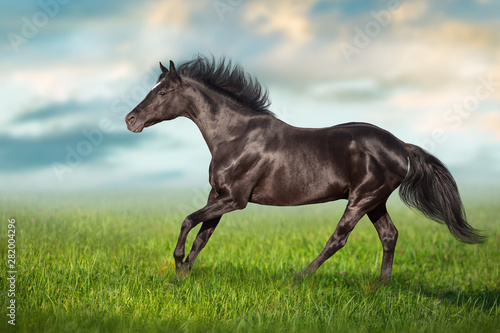 Black stallion close up run gallop on green grass © kwadrat70