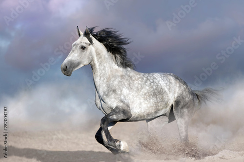 Fototapeta Naklejka Na Ścianę i Meble -  Horse free run on desert dust