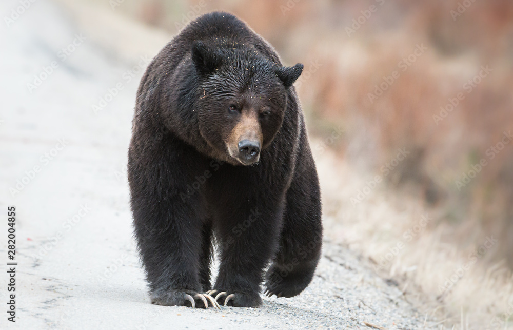 Obraz premium Grizzly bear in the wild