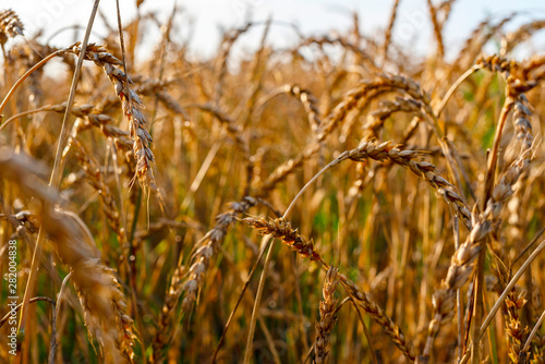 a field of ripe grain. harvest concept.