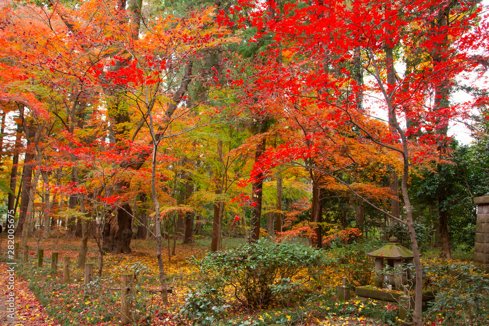Autumn leaves in Heirinji temple precincts forest Autumn leaves in Heirinji temple precincts forest
