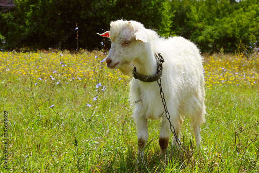 Fototapeta premium White goat outdoors. Goat Standing In Farm Pasture. Shot Of A Herd Of Cattle On A Dairy Farm. Nature, Farm, Animals Concept. Meadow and Goat.