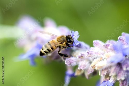Honey bee on lavender flower. Honey bee is collecting pollen.