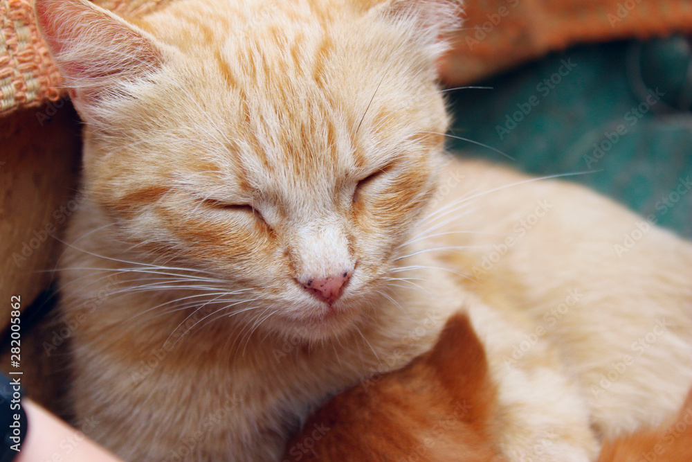 Cute sleeping ginger cat. Animal, pets concept. Sleeping cat outdoors. Cute sleeping ginger cat. Animal, pets concept. Sleeping cat outdoors.