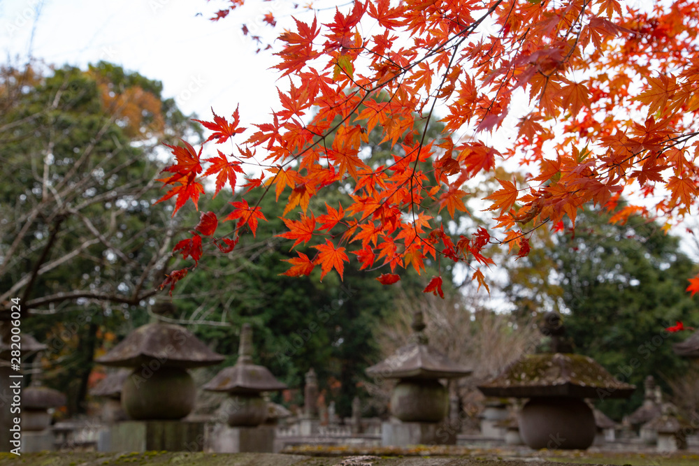 Autumn leaves in Heirinji temple precincts forest Autumn leaves in Heirinji temple precincts forest