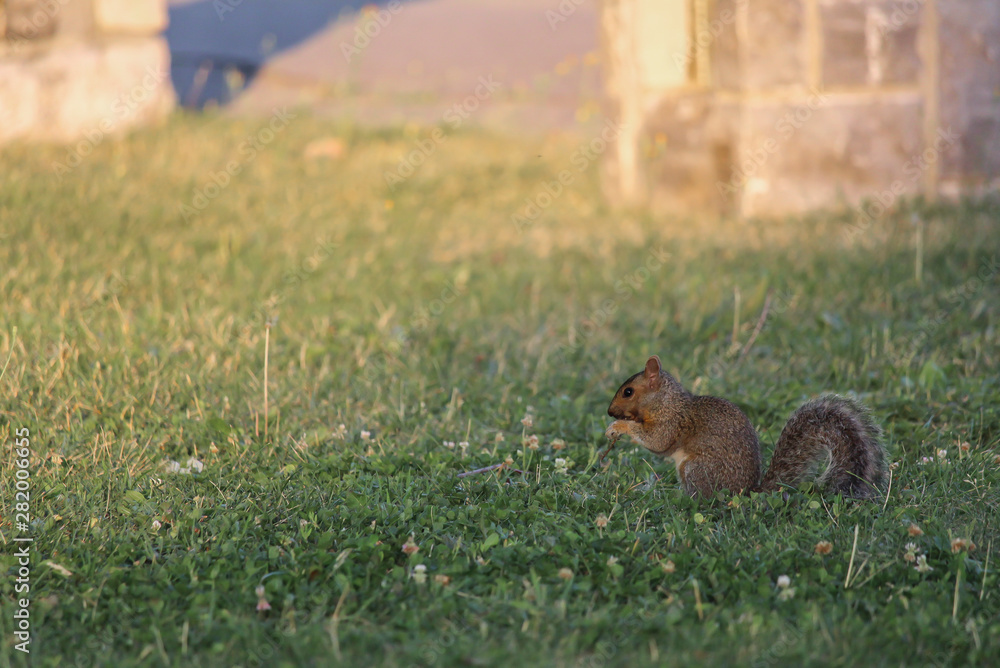 Curious and vigilant squirrel eating on grass Curious and vigilant squirrel eating on grass