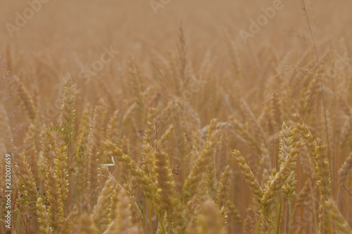 Wheat field. Background. Spikelets of wheat.