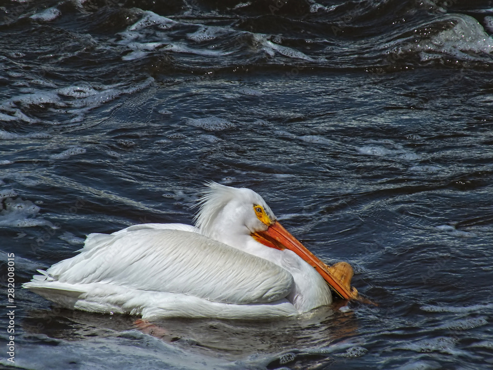 White pelican