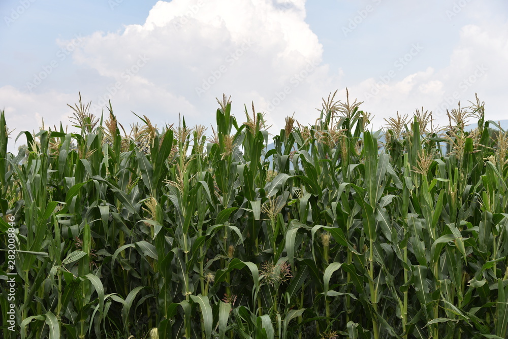 campos de cultivo de maíz Agricultura