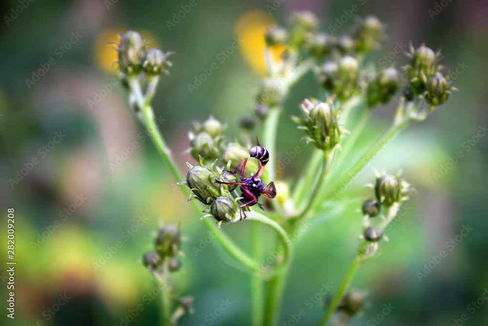 Sceliphron species wasp on a thistle flower. Rear view. Sceliphron species wasp on a thistle flower. Rear view.
