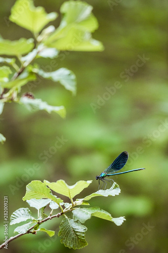 Libellule bleu irisée posée sur une branche