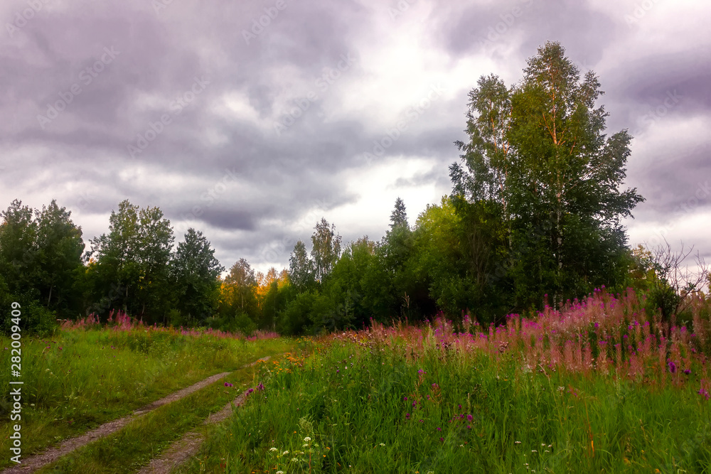 Summer meadow landscape with green grass and wild flowers on the background of a forest.
