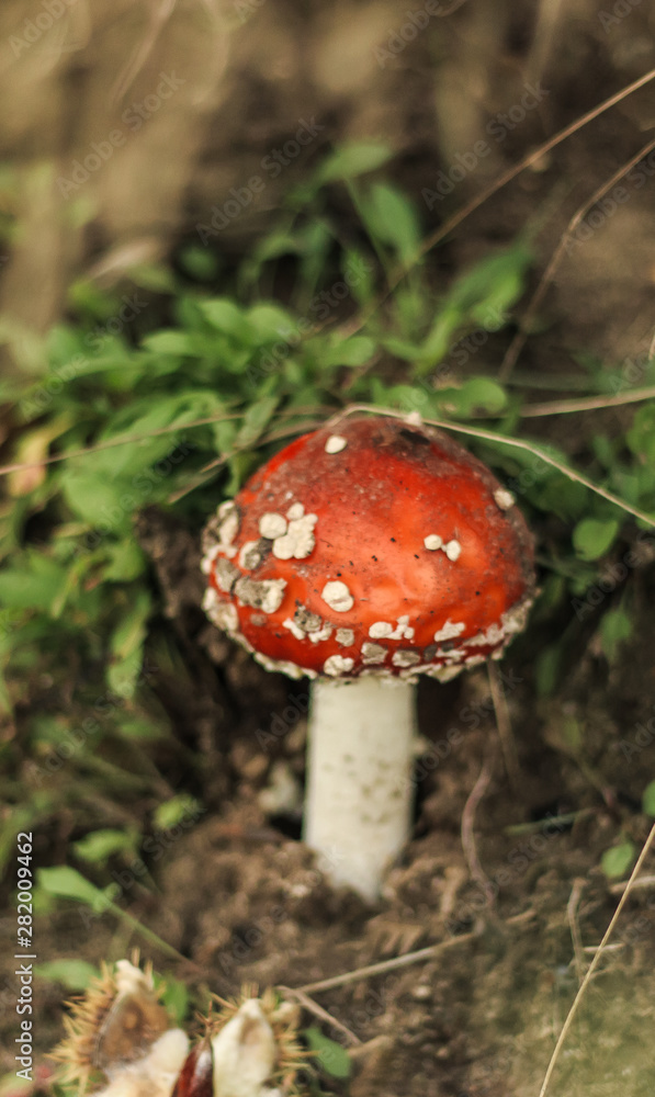 Wild fungi with a mushroom found in a Suffolk dark and damp woodland in Autumn Wild fungi with a mushroom found in a Suffolk dark and damp woodland in Autumn