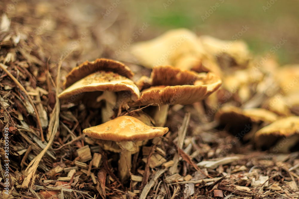 Wild fungi with a mushroom found in a Suffolk dark and damp woodland in Autumn Wild fungi with a mushroom found in a Suffolk dark and damp woodland in Autumn