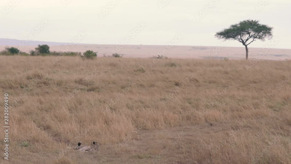 Cheetah cub resting lonely without mother in dry savanna, Maasai Mara Cheetah cub resting lonely without mother in dry savanna, Maasai Mara