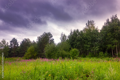 Summer meadow landscape with green grass and wild flowers on the background of a forest.