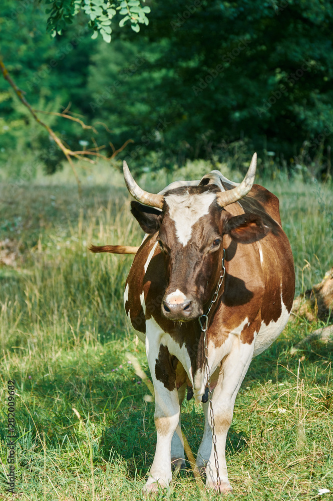 Dairy cow in the countryside on a summer July evening. Dairy cow in the countryside on a summer July evening.