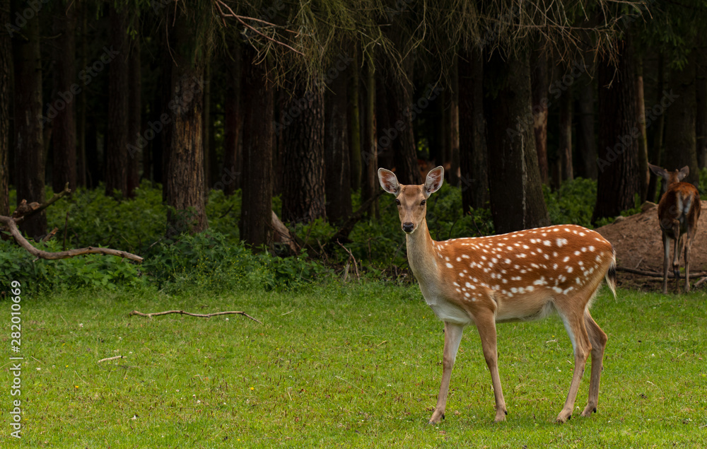 Female of spotted deer in the forest Female of spotted deer in the forest