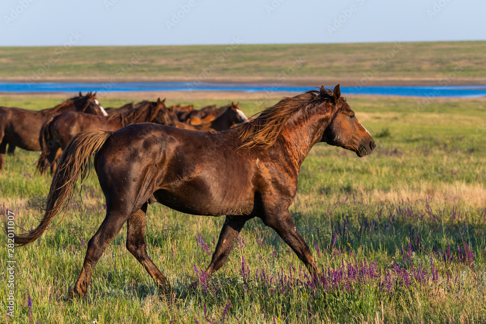Fototapeta premium Wild horses graze in the meadow at sunset