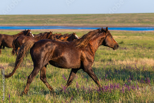 Wild horses graze in the meadow at sunset