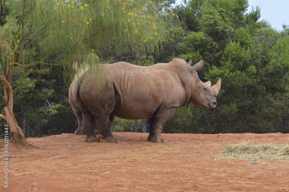 Obraz premium Rabat Zoo animals