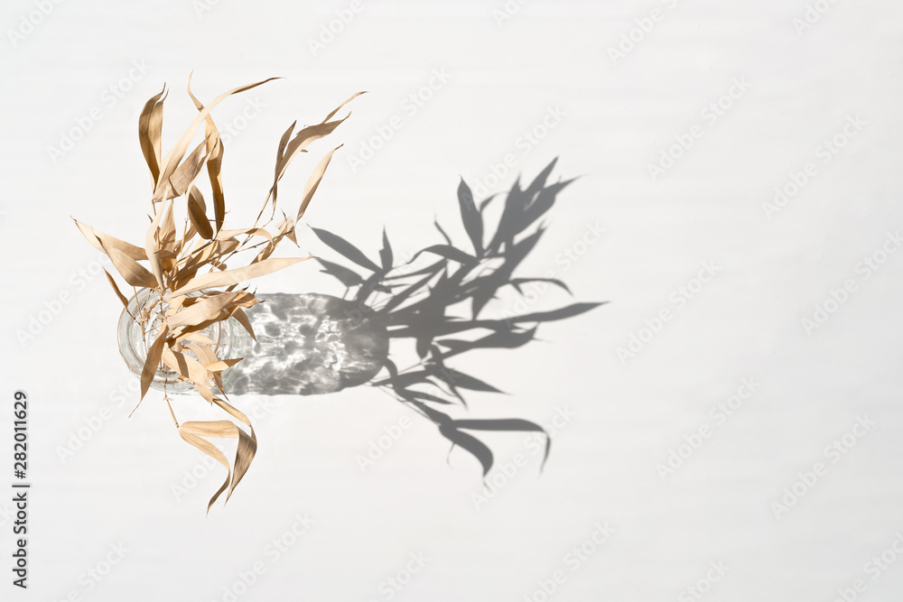 Dry bamboo tree branch or flower in white vase in front of white wall with light and shadow from window reflect on the wall.