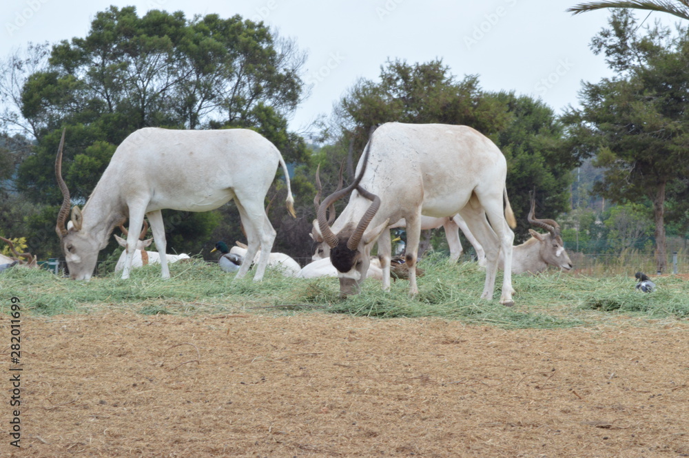 Rabat Zoo animals Rabat Zoo animals