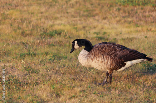 Canada goose eating at park photo