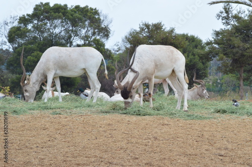 Rabat Zoo animals