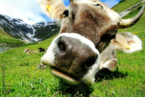 Ein hübsches junges Braunvieh mit Hörnern im Gebirge. Eine neugierige Kuh © Astrid Gast