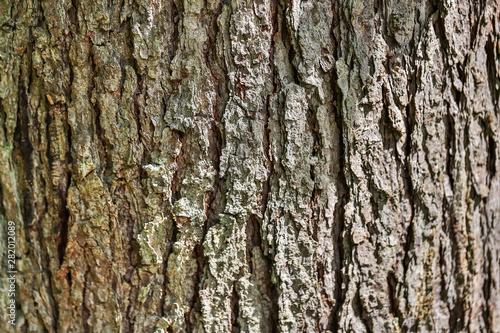tree bark hdr texture