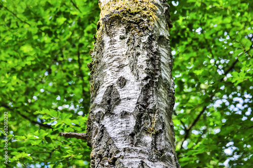  birch tree summer background